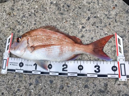 マダイの釣果