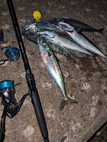 サバの釣果