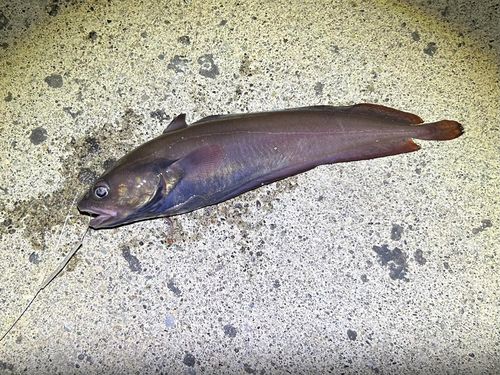 エゾイソアイナメの釣果