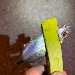アジ