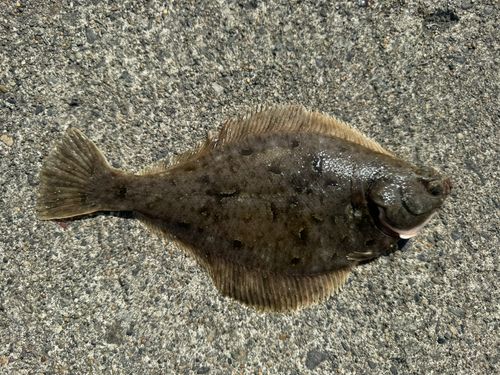 カレイの釣果