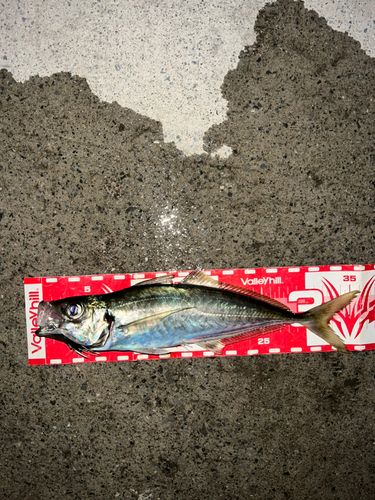 マアジの釣果