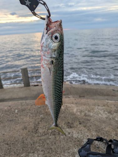 サバの釣果