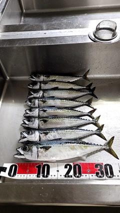 サバの釣果