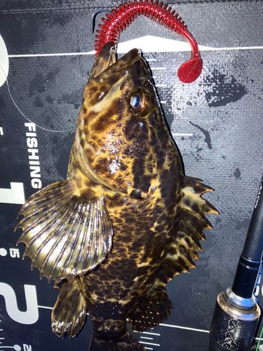 タケノコメバルの釣果