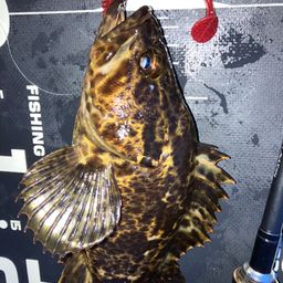 タケノコメバル