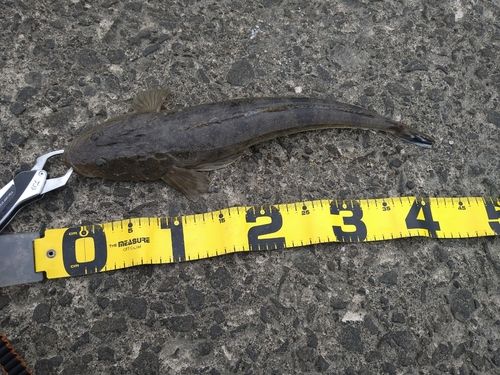 マゴチの釣果