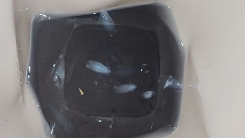 ヒイカの釣果