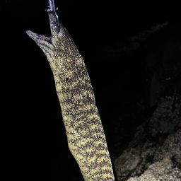 ウツボ