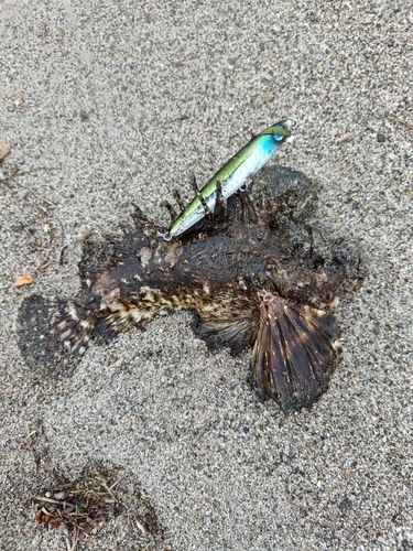 オニオコゼの釣果