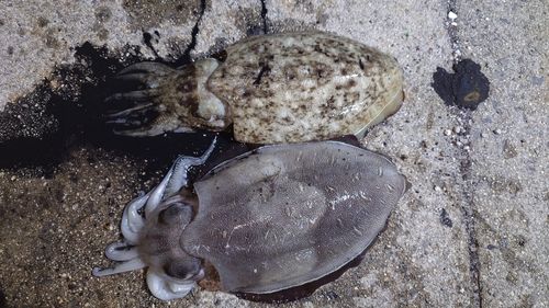 コウイカの釣果