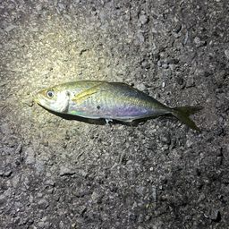 アジ