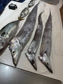 タチウオの釣果