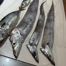 タチウオ