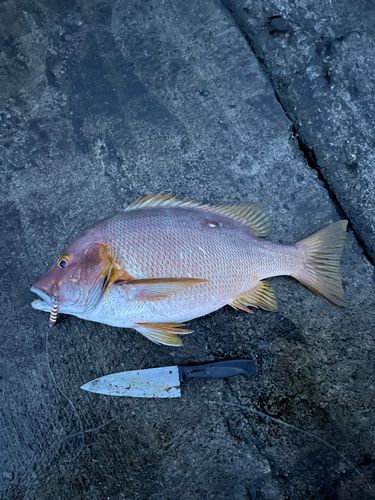 フエダイの釣果