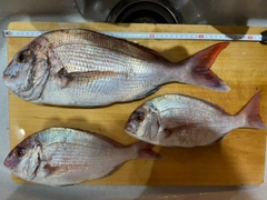 マダイの釣果