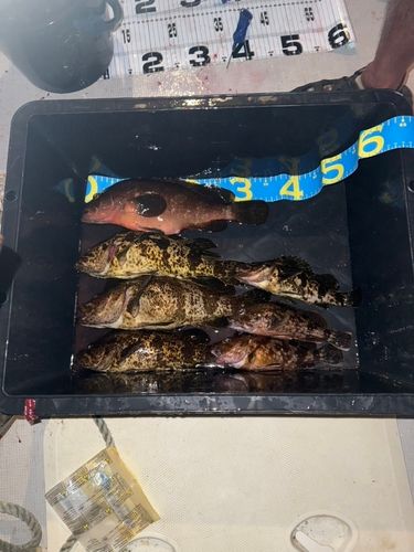 キジハタの釣果