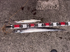 カマスの釣果
