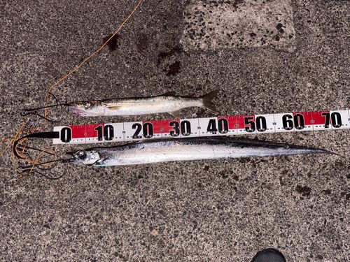 カマスの釣果