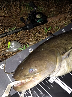ナマズの釣果