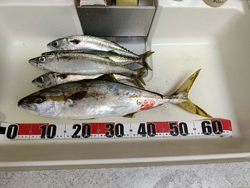 ワラサの釣果