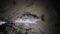 キビレの釣果