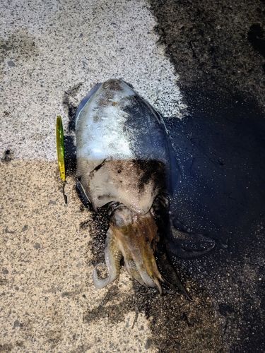 モンゴウイカの釣果