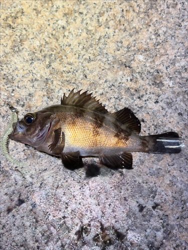 メバルの釣果