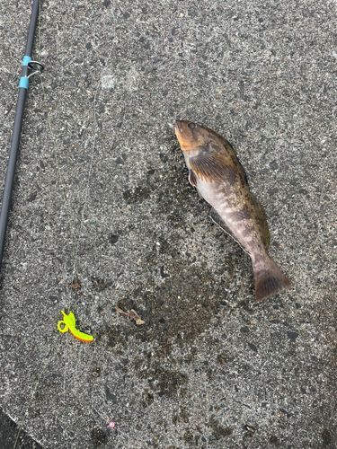 アイナメの釣果
