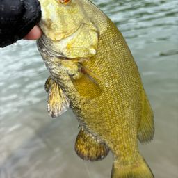 スモールマウスバス