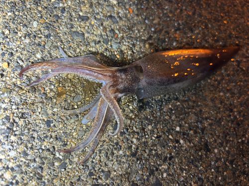 イカの釣果