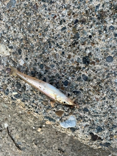 キスの釣果