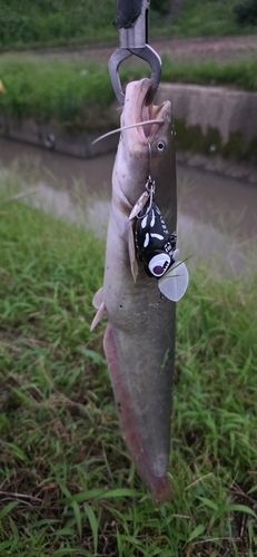 ニホンナマズの釣果