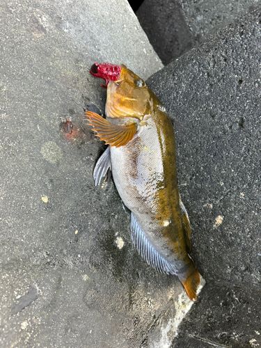アイナメの釣果