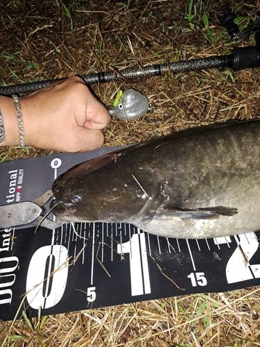 ナマズの釣果