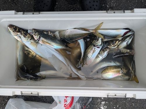 アジの釣果