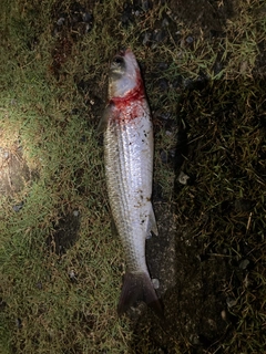 ボラの釣果