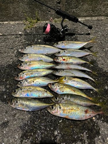 アジの釣果