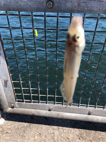 シロギスの釣果