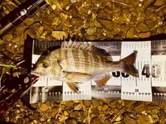 チヌの釣果