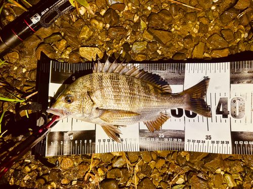 チヌの釣果
