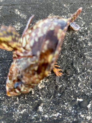 ガシラの釣果