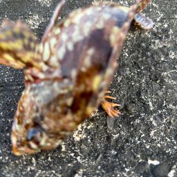 ガシラ