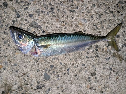 サバの釣果