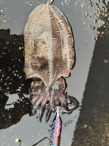 コウイカの釣果