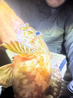 ガシラの釣果