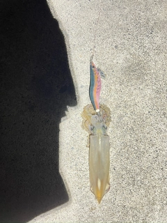 ケンサキイカの釣果