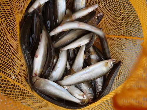 コアユの釣果