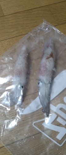 マメイカの釣果