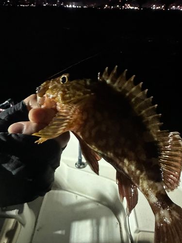 ガシラの釣果